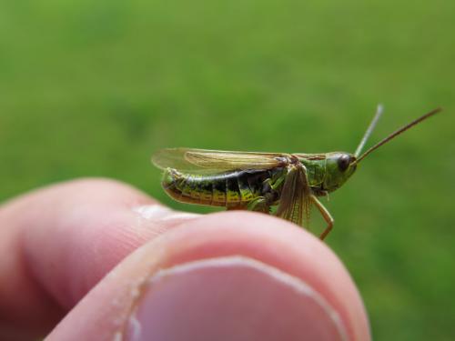 Pseudochorthippus montanus montanus