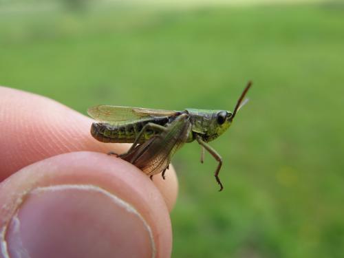 Pseudochorthippus parallelus