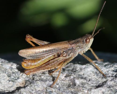 Chorthippus apricarius apricarius