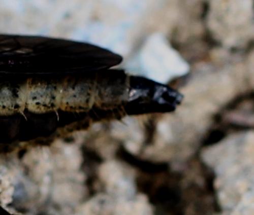 Dysmachus trigonus