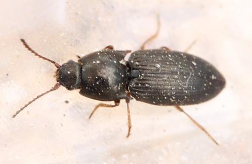 Hypnoidus sp.