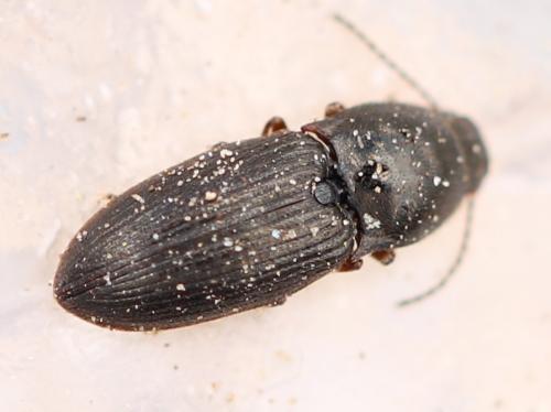 Hypnoidus sp.