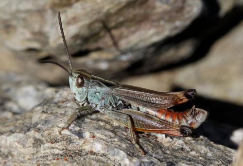 Réf. 130 989 : Omocestus antigai antigai