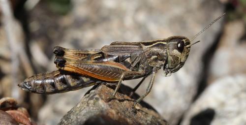 Omocestus antigai antigai