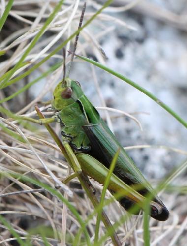 Réf. 130 716 : Omocestus viridulus