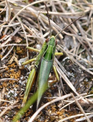 Réf. 130 717 : Omocestus viridulus