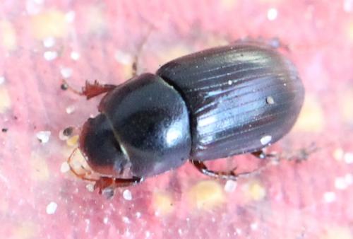 Agolius abdominalis abdominalis