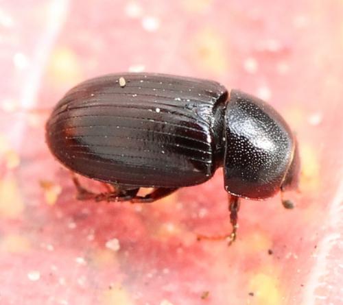 Réf. 130 719 : Agolius abdominalis abdominalis