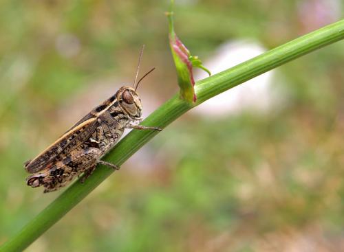 Calliptamus sp.
