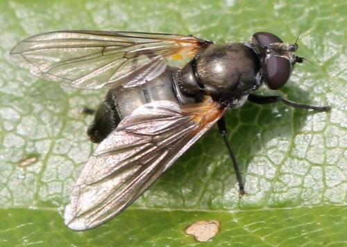 Réf. 130 759 : Cheilosia sp.