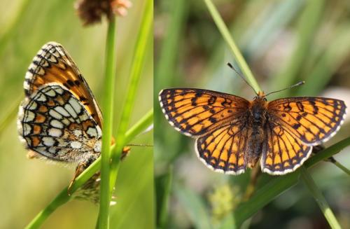 Melitaea parthenoides