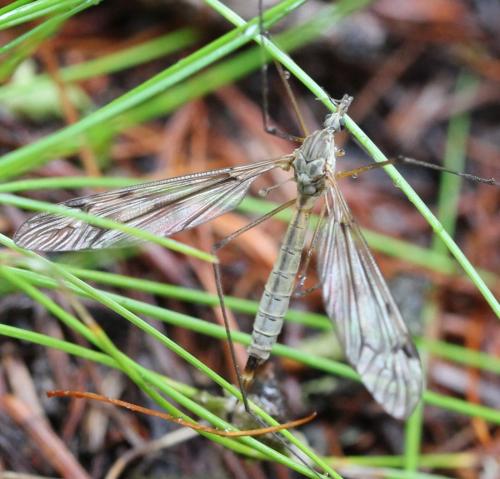 Tipula sp.