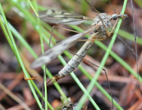 Tipula sp.