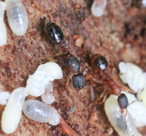 Leptothorax acervorum