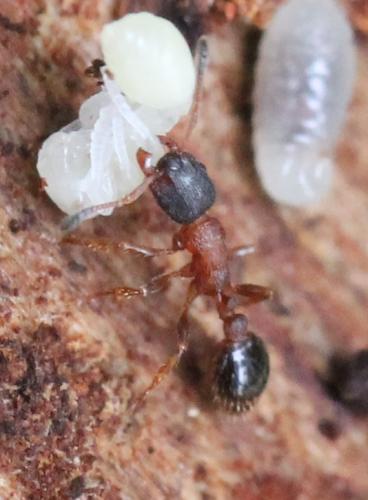 Leptothorax acervorum