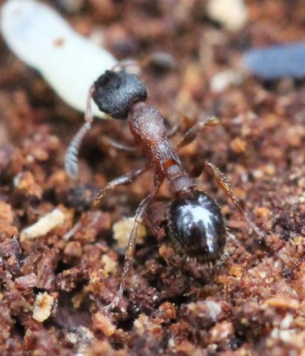 Leptothorax acervorum