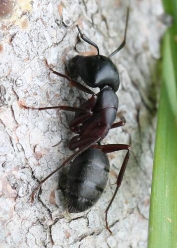 Camponotus herculeanus