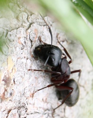 Réf. 130 404 : Camponotus herculeanus
