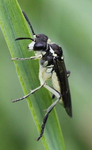 Tenthredo sp.