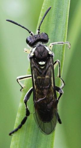 Tenthredo sp.