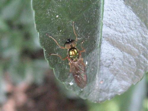 Sargus bipunctatus
