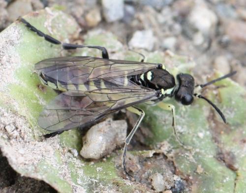 Tenthredo sp.