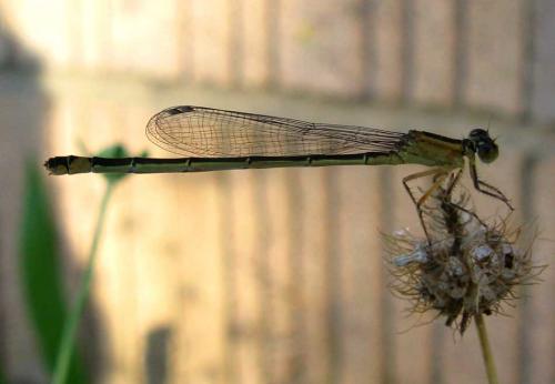 Ischnura elegans