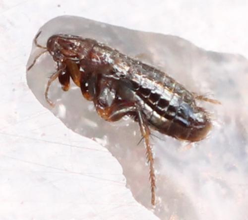 Réf. 130 887 : Ceratophyllus sp.