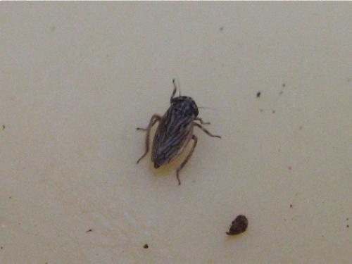 Anaceratagallia venosa