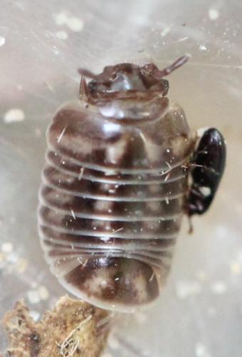 Glomeris sp.