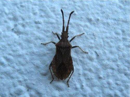 Coriomeris sp.