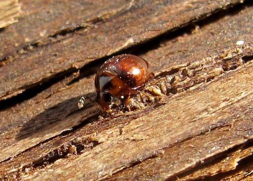 Liodopria serricorne