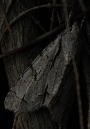 Acronicta sp.