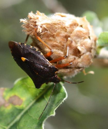 Pentatoma rufipes
