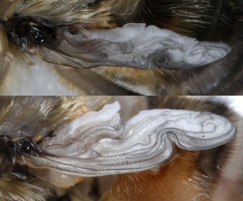 Eristalis nemorum