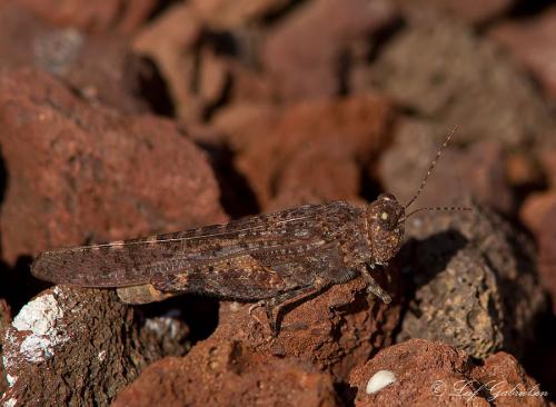 Sphingonotus sp.
