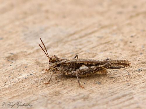 Réf. 130 999 : Acrotylus sp.