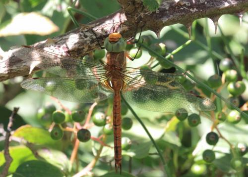 Aeshna isoceles