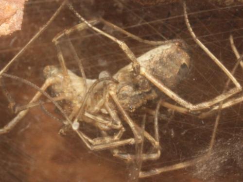 Odiellus spinosus