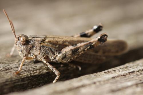 Aiolopus sp.