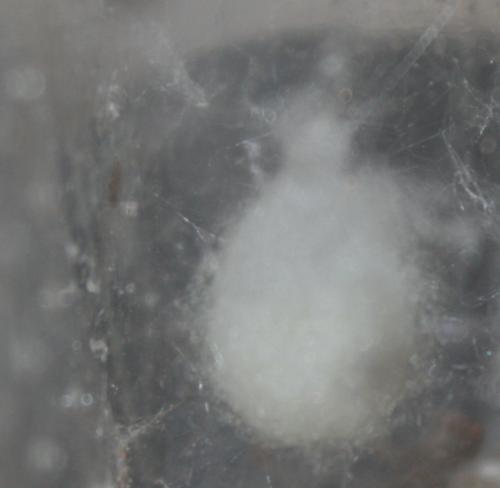 Steatoda grossa