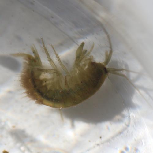 Echinogammarus berilloni