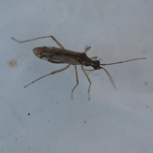 Dicyphus sp.