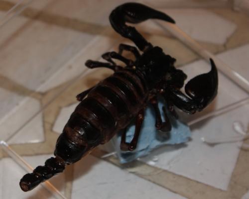 Heterometrus sp.