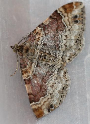 Réf. 130 845 : Xanthorhoe sp.