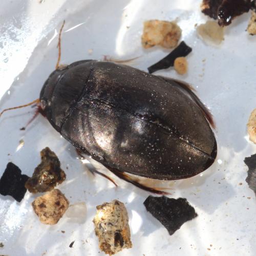Agabus bipustulatus