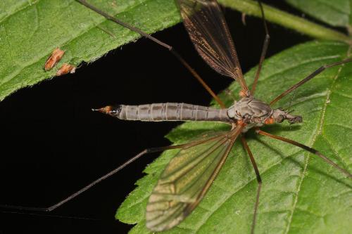 Tipula luna