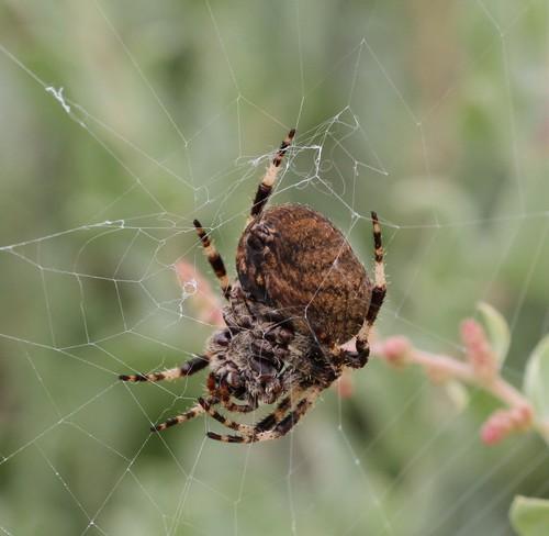 Araneus angulatus