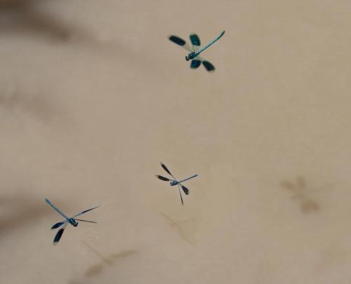 Calopteryx splendens