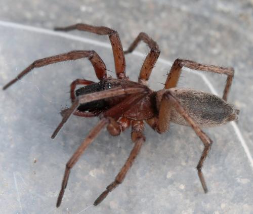 Réf. 130 543 : Drassodes sp.